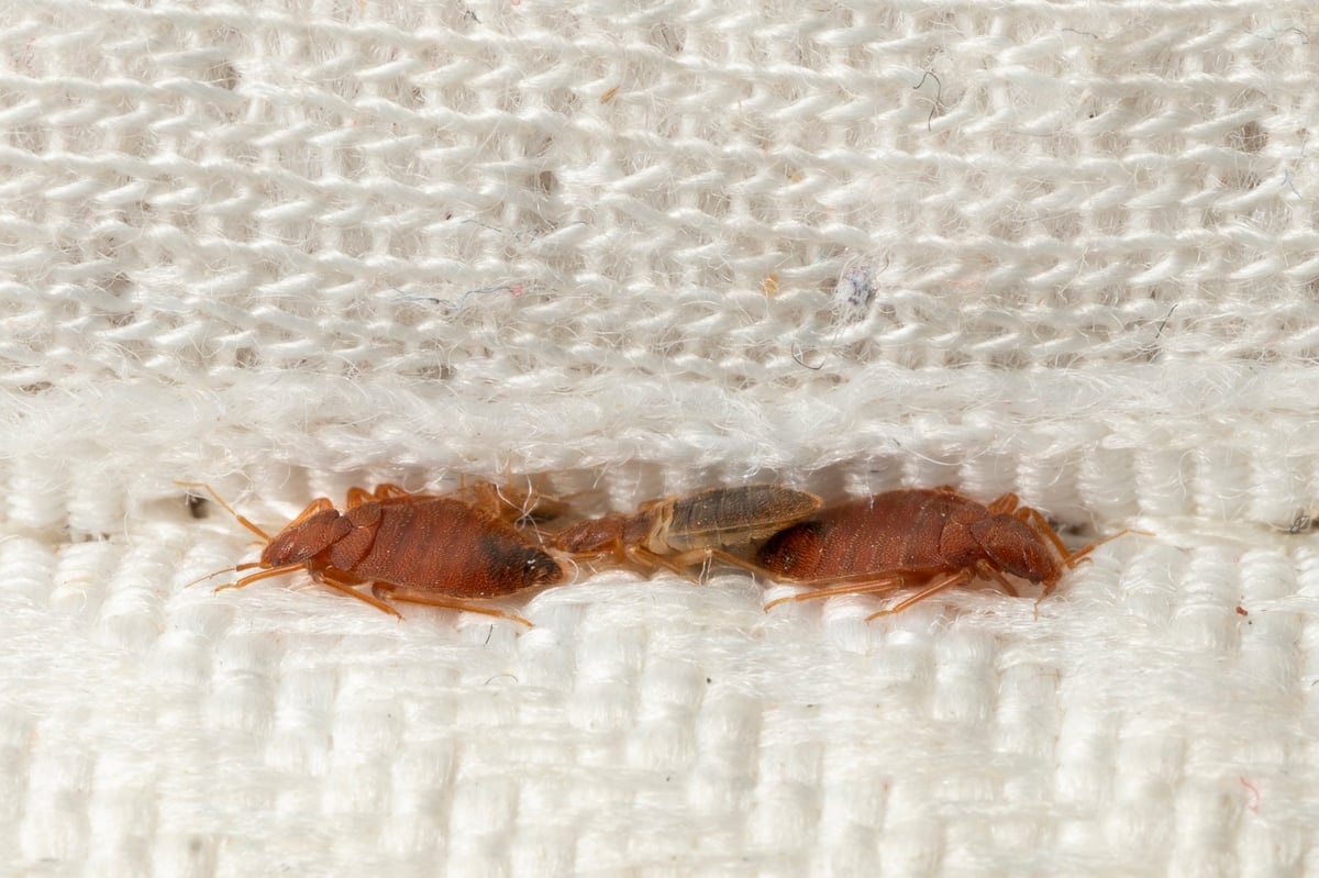 Punaises de lit cachées dans la couture d'un matelas